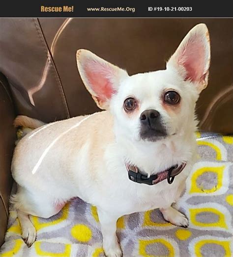 chihuahua rescue dallas|chihuahua adoptions near me today.